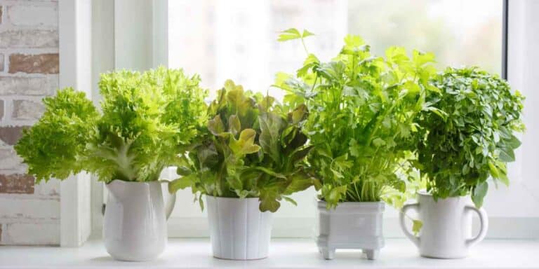 Easy Indoor herbs