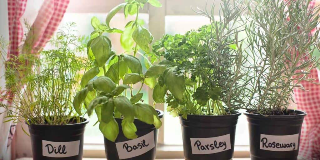 Easy Indoor herbs