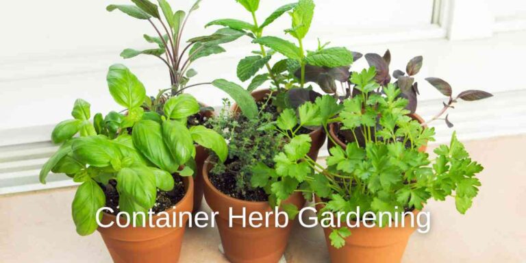 Container Herb Gardening