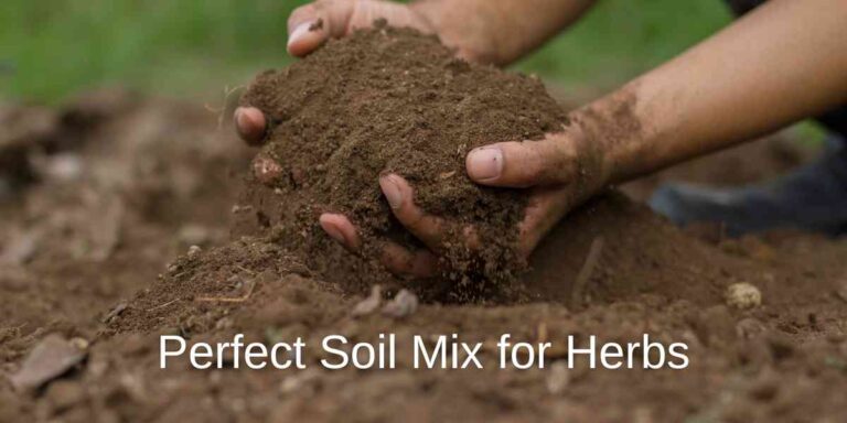 Easy Soil Mix for Herbs