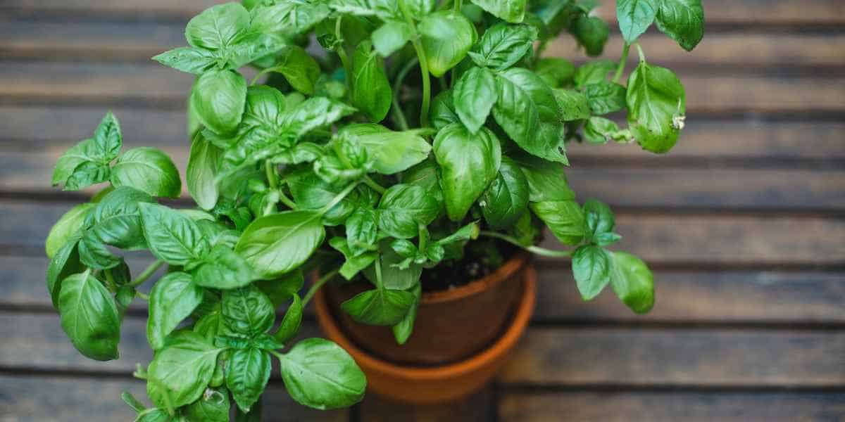 Grow Basil Indoors Easily