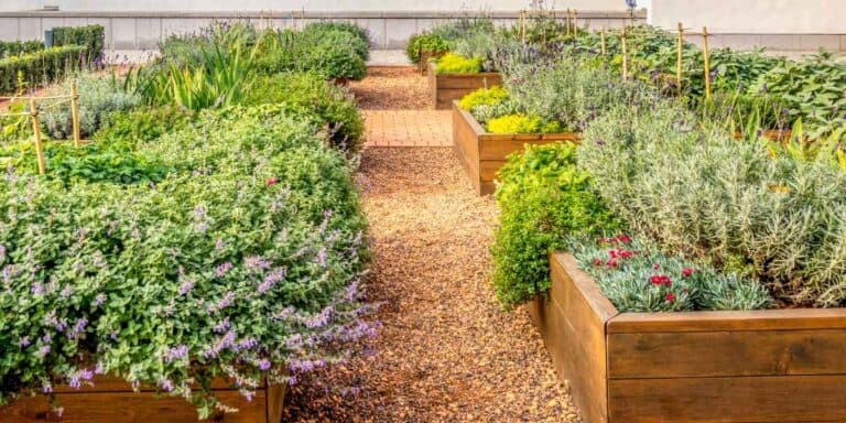 Herb Companion Planting : Best Combinations for Planting Together