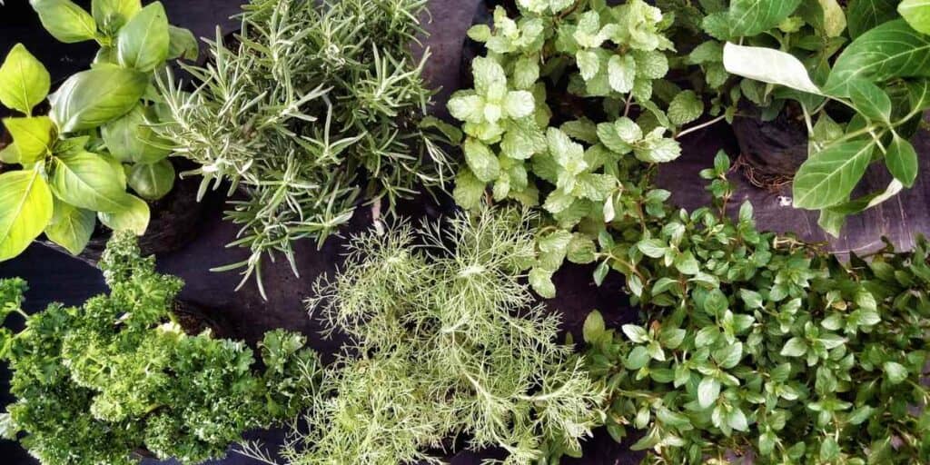 Herb companion planting