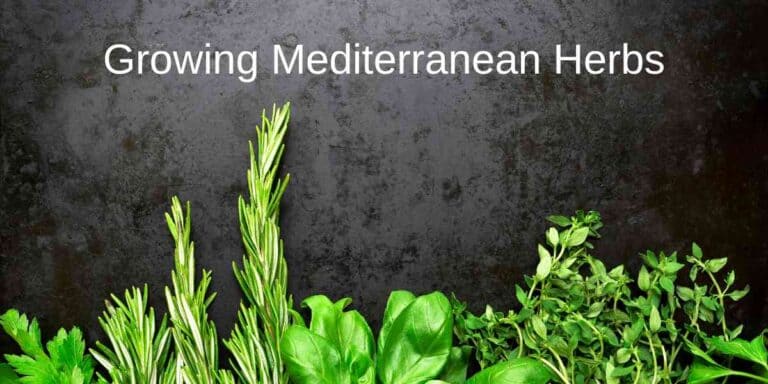 Mediterranean Herbs Growing