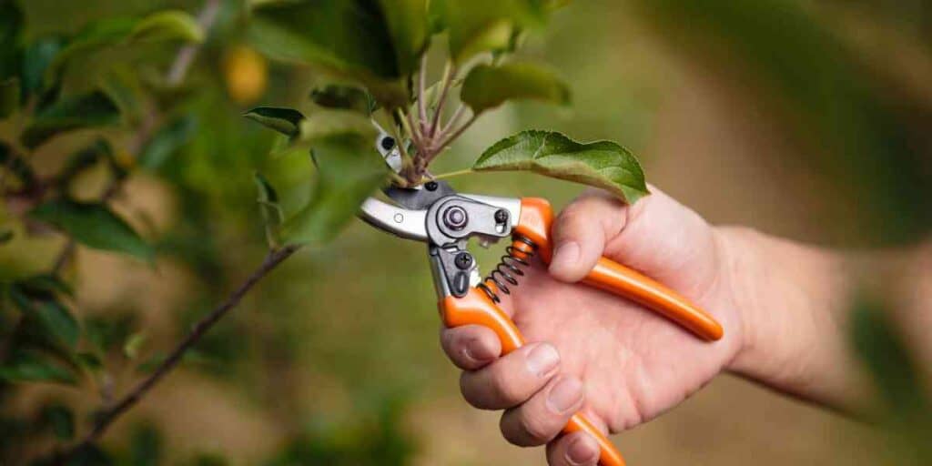 Pruning and harvesting herbs