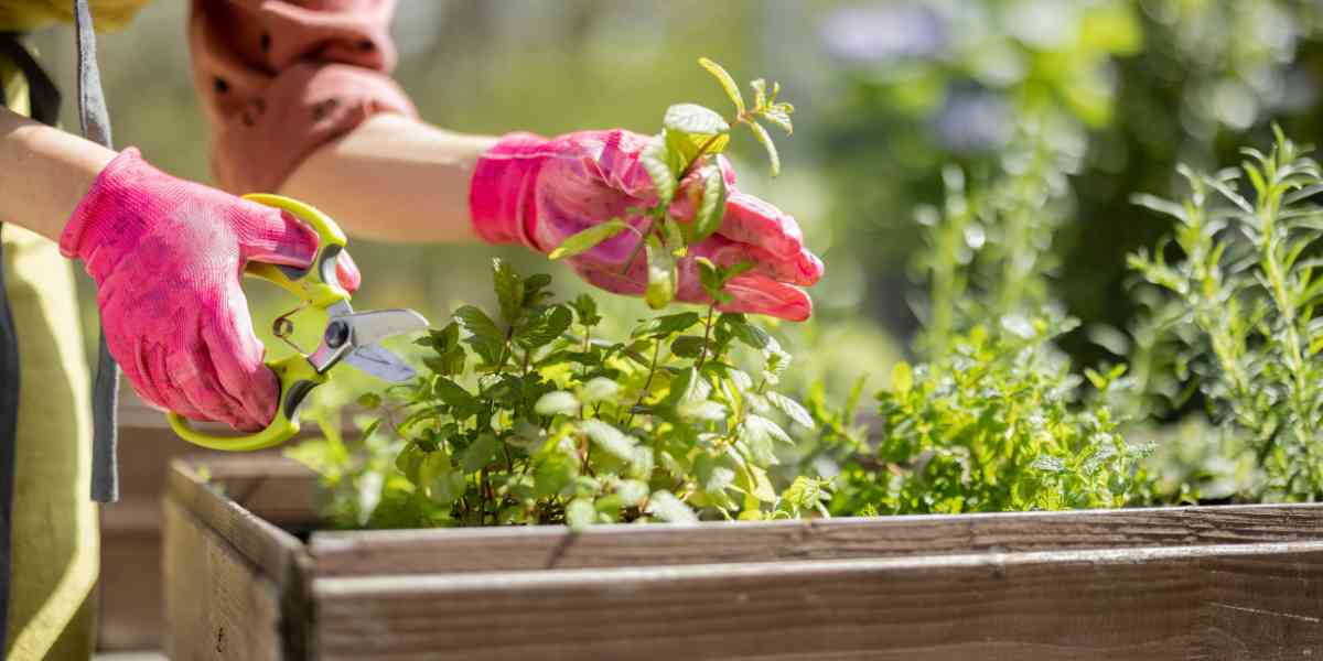 Pruning and harvesting herbs