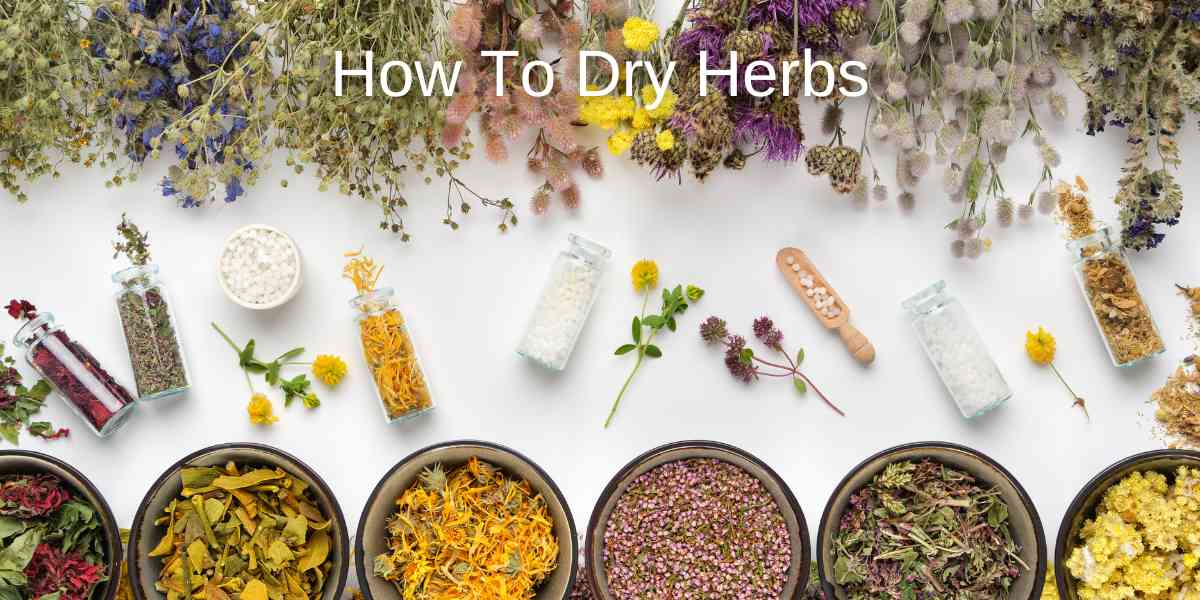 How to Dry Herbs