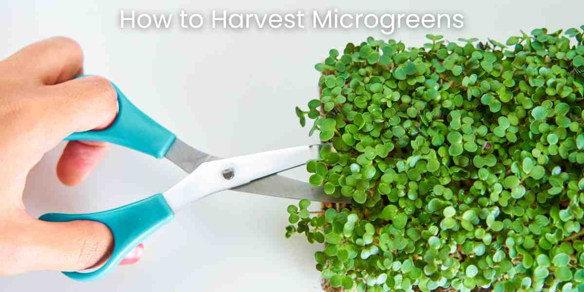 How to Harvest Microgreens