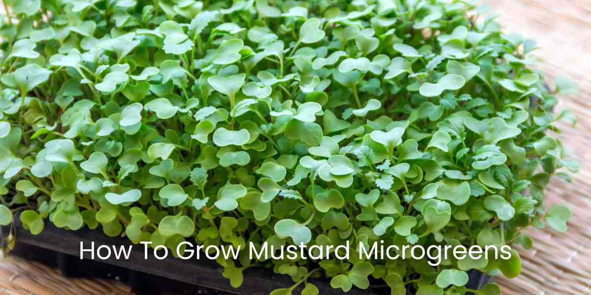 How to Grow Mustard Microgreens