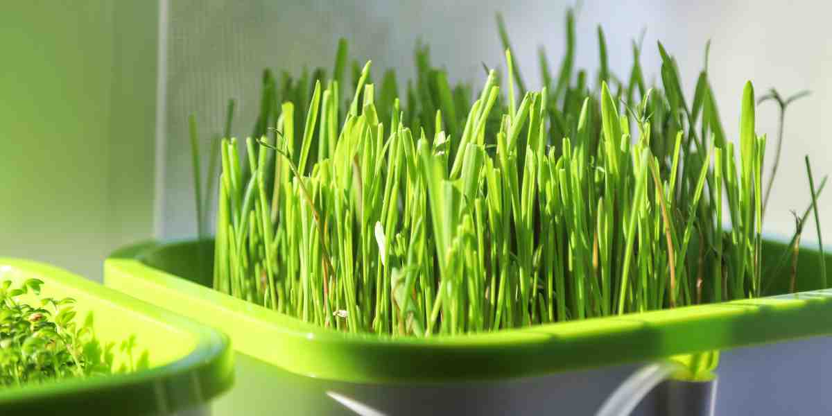 How to Grow Wheatgrass Microgreens