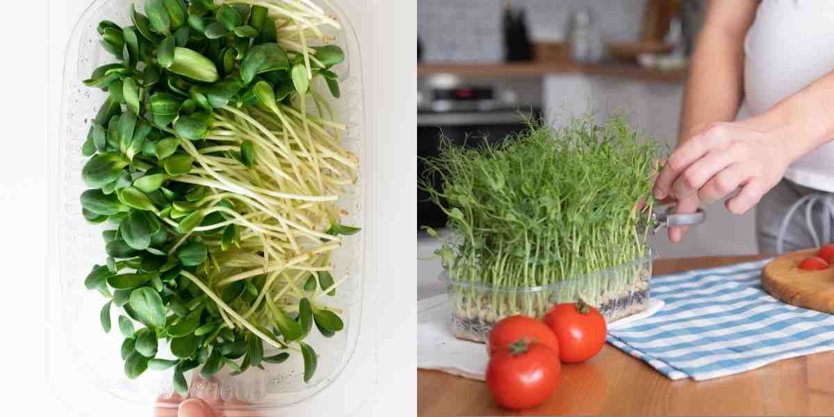 How to Store Microgreens